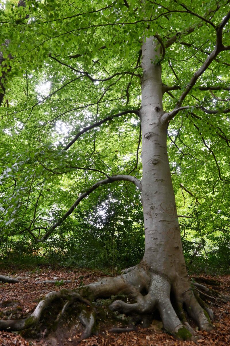 Habiter la forêt