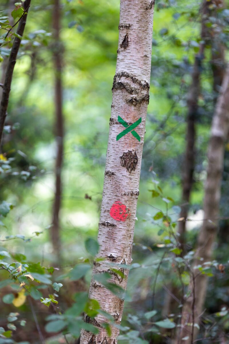 Habiter la forêt