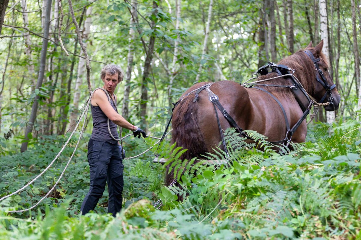 Habiter la forêt